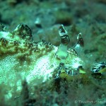 Nacktschnecke, Nudibranch