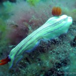 Nacktschnecke, Nudibranch