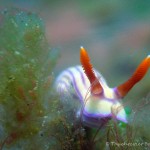 Nacktschnecke, Nudibranch