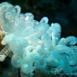 Nacktschnecke, Nudibranch
