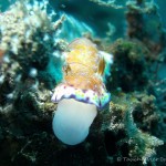 Nacktschnecke, Nudibranch