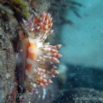 Nacktschnecke, Nudibranch