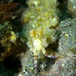 Nacktschnecke, Nudibranch