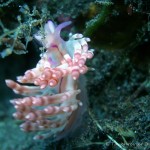 Nacktschnecke, Nudibranch