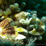 Porzellankrabbe