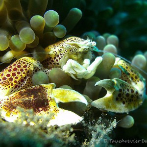 Porzellankrabbe