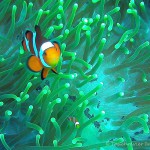 Clownsfisch, Anemone