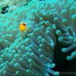 Clownsfisch, Anemone