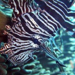 Feuerfisch