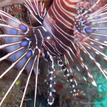 Feuerfisch