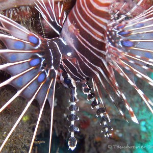 Feuerfisch