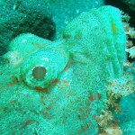 Scorpionfisch