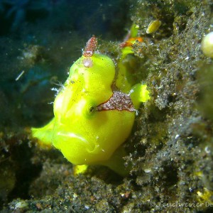 Anglerfisch