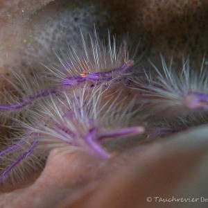 Krabbe