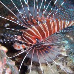 Feuerfisch