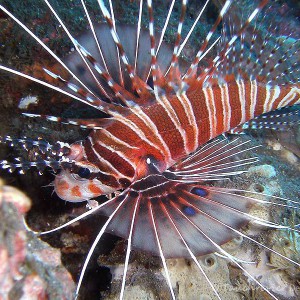 Feuerfisch