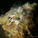 Anemoneträger