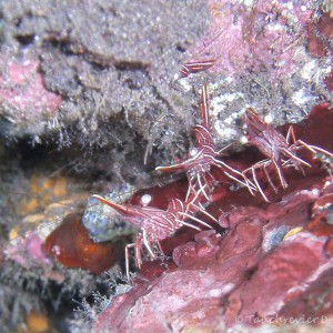 Tanzgarnele