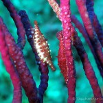 Kaurischnecke