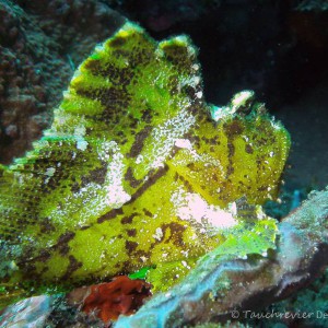Schaukelfisch