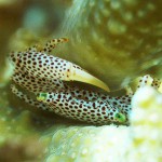 Porzellankrabbe