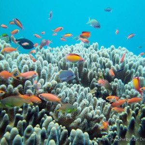 Korallen Fische