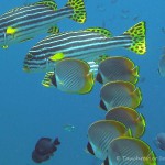 Lippfisch