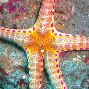 Seestern
