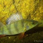 , Flussbarsch (Perca fluviatilis), Tauchen in Deutschland. Tauchrevier Deutschland