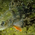 , Flussbarsch (Perca fluviatilis), Tauchen in Deutschland. Tauchrevier Deutschland