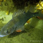 , Flussbarsch (Perca fluviatilis), Tauchen in Deutschland. Tauchrevier Deutschland