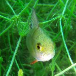 , Flussbarsch (Perca fluviatilis), Tauchen in Deutschland. Tauchrevier Deutschland