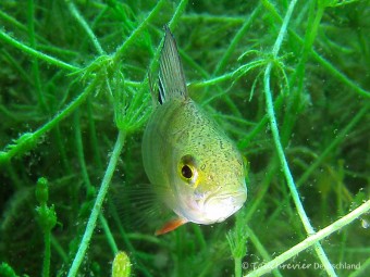 2014_Flussbarsch (106)