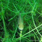 , Flussbarsch (Perca fluviatilis), Tauchen in Deutschland. Tauchrevier Deutschland