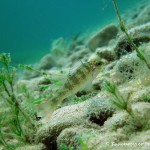 , Flussbarsch (Perca fluviatilis), Tauchen in Deutschland. Tauchrevier Deutschland