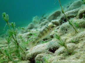 2014_Flussbarsch (108)