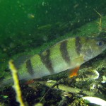 , Flussbarsch (Perca fluviatilis), Tauchen in Deutschland. Tauchrevier Deutschland