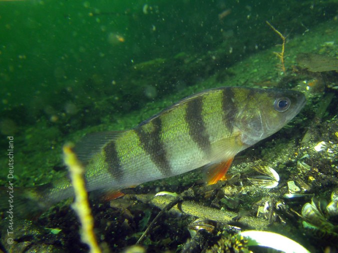 2014_Flussbarsch (109)