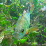 , Flussbarsch (Perca fluviatilis), Tauchen in Deutschland. Tauchrevier Deutschland