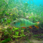 , Flussbarsch (Perca fluviatilis), Tauchen in Deutschland. Tauchrevier Deutschland