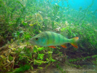 2014_Flussbarsch (111)