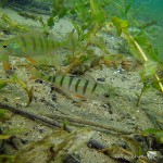 , Flussbarsch (Perca fluviatilis), Tauchen in Deutschland. Tauchrevier Deutschland