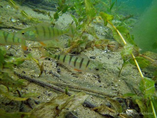 2014_Flussbarsch (112)