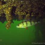 , Flussbarsch (Perca fluviatilis), Tauchen in Deutschland. Tauchrevier Deutschland