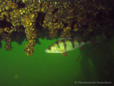 2014_Flussbarsch (113)