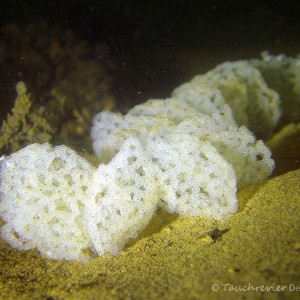 Laichstrang Flußbarsch