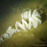 Laichstrang Flußbarsch, Flussbarsch (Perca fluviatilis)