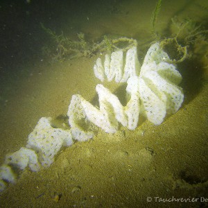 Laichstrang Flußbarsch