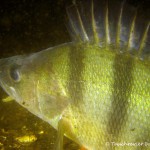 , Flussbarsch (Perca fluviatilis), Tauchen in Deutschland. Tauchrevier Deutschland