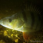 , Flussbarsch (Perca fluviatilis), Tauchen in Deutschland. Tauchrevier Deutschland